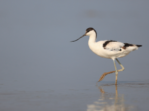 Pied Avocet, 反嘴鹬, Recurvirostra avosetta-gallery-