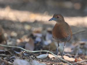 Slaty-legged Crake, 白喉斑秧鸡, Rallina eurizonoides-gallery-