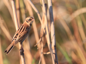 Japanese Reed Bunting, 红颈苇鹀, Emberiza yessoensis-gallery-