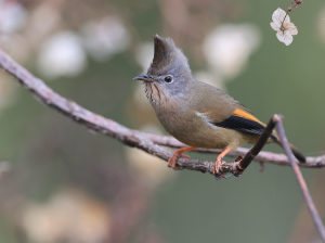 Stripe-throated Yuhina, 纹喉凤鹛, Yuhina gularis-gallery-