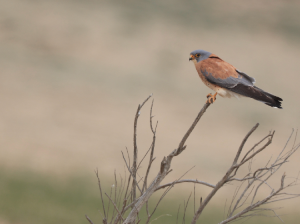 Lesser Kestrel, 黄爪隼, Falco naumanni-gallery-