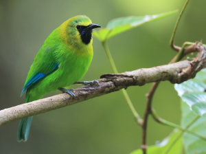 Blue-winged Leafbird, 蓝翅叶鹎, Chloropsis cochinchinensis-gallery-