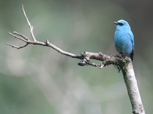 Verditer Flycatcher, 铜蓝鹟, Eumyias thalassinus-gallery-