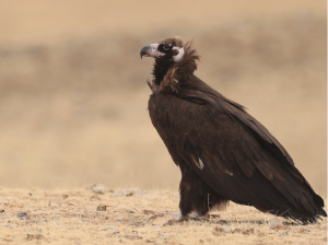 Cinereous Vulture, 秃鹫, Aegypius monachus-gallery-