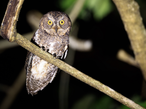 Sulawesi Scops Owl, 苏拉威西角鸮, Otus manadensis-gallery-