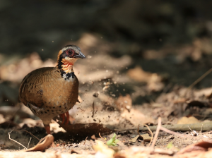 Orange-necked Partridge, 橙颈山鹧鸪, Arborophila davidi-gallery-