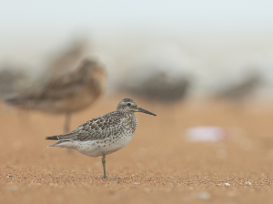 Great Knot, 大滨鹬, Calidris tenuirostris-gallery-