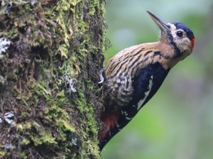 Darjeeling Woodpecker, 黄颈啄木鸟, Dendrocopos darjellensis-gallery-