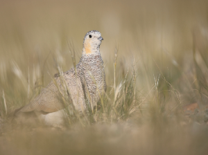 Tibetan Sandgrouse, 西藏毛腿沙鸡, Syrrhaptes tibetanus-gallery-