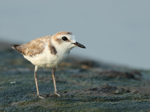 White-faced Plover, 白脸鸻, Charadrius dealbatus-gallery-