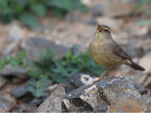 Sulphur-bellied Warbler, 灰柳莺, Phylloscopus griseolus-gallery-