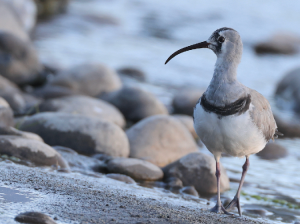 Ibisbill, 鹮嘴鹬, Ibidorhyncha struthersii-gallery-