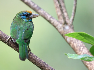 Yellow-fronted Barbet, 黄额拟?, Psilopogon flavifrons-gallery-