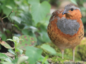 Chinese Bamboo Partridge, 灰胸竹鸡, Bambusicola thoracicus-gallery-