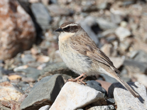 Brown Accentor, 褐岩鹨, Prunella fulvescens-gallery-