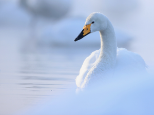 Whooper Swan, 大天鹅, Cygnus cygnus-gallery-