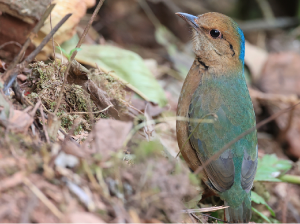 Blue-naped Pitta, 蓝枕八色鸫, Hydrornis nipalensis-gallery-