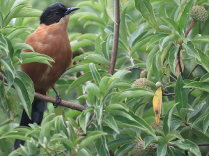 Rufous Sibia, 黑顶奇鹛, Heterophasia capistrata-gallery-