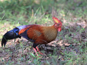 Sri Lanka Junglefowl, 蓝喉原鸡, Gallus lafayettii-gallery-