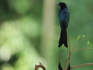 Greater Racket-tailed Drongo, 大盘尾, Dicrurus paradiseus-gallery-