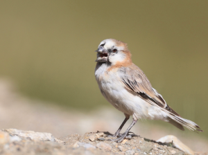 Blanford’s Snowfinch, 棕背雪雀, Pyrgilauda blanfordi-gallery-