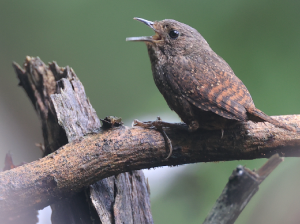 Spotted Elachura, 丽星鹩鹛, Elachura formosa-gallery-