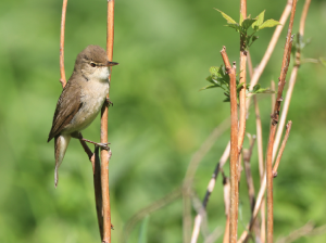 Blyth’s Reed Warbler, 布氏苇莺, Acrocephalus dumetorum-gallery-