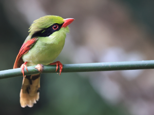 Indochinese Green Magpie, 印支绿鹊, Cissa hypoleuca-gallery-