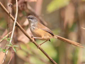 Hill Prinia, 黑喉山鹪莺, Prinia superciliaris-gallery-