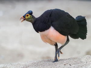 Maleo, 塚雉, Macrocephalon maleo-gallery-