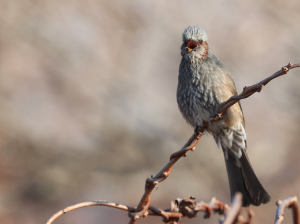 Brown-eared Bulbul, 栗耳短脚鹎, Hypsipetes amaurotis-gallery-