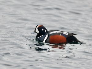 Harlequin Duck, 丑鸭, Histrionicus histrionicus-gallery-