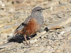 Alpine Accentor, 领岩鹨, Prunella collaris-gallery-