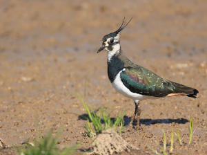 Northern Lapwing, 凤头麦鸡, Vanellus vanellus-gallery-