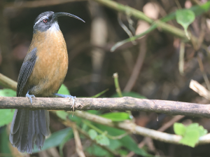 Slender-billed Scimitar Babbler, 剑嘴鹛, Pomatorhinus superciliaris-gallery-