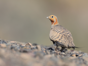 Pallas’s Sandgrouse, 毛腿沙鸡, Syrrhaptes paradoxus-gallery-