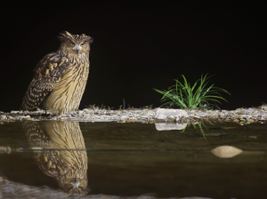 Tawny Fish Owl, 黄腿渔鸮, Ketupa flavipes-gallery-