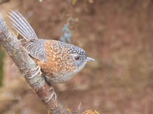 Bar-winged Wren-Babbler, 斑翅鹩鹛, Spelaeornis troglodytoides-gallery-