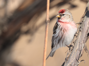 Common Redpoll, 白腰朱顶雀, Acanthis flammea-gallery-