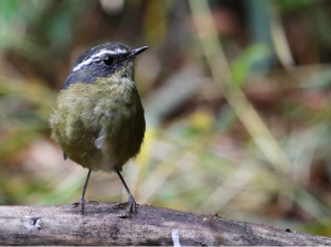 Taiwan Bush Robin, 白眉林鸲, Tarsiger formosanus-gallery-