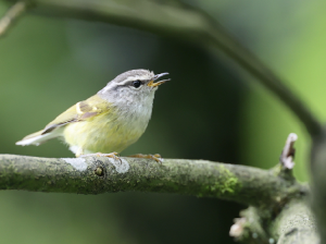 Ashy-throated Warbler, 灰喉柳莺, Phylloscopus maculipennis-gallery-