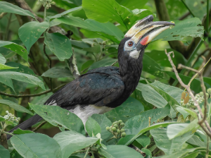 Oriental Pied Hornbill, 冠斑犀鸟, Anthracoceros albirostris-gallery-