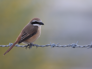 Brown Shrike, 红尾伯劳, Lanius cristatus-gallery-