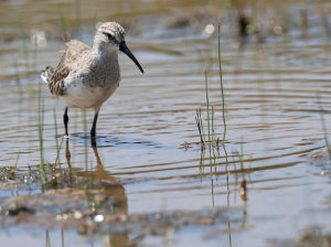 Curlew Sandpiper, 弯嘴滨鹬, Calidris ferruginea-gallery-