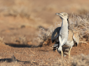 MacQueen’s Bustard, 波斑鸨, Chlamydotis macqueenii-gallery-