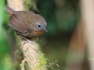 Rufous-throated Wren-Babbler, 短尾鹩鹛, Spelaeornis caudatus-gallery-