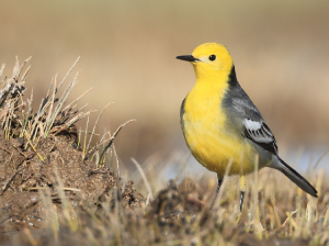 Citrine Wagtail, 黄头鹡鸰, Motacilla citreola-gallery-