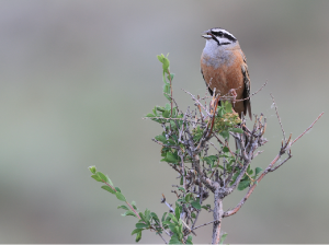 Rock Bunting, 灰眉岩鹀, Emberiza cia-gallery-