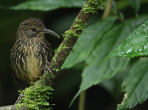 Long-billed Wren-babbler, 长嘴鹩鹛, Rimator malacoptilus-gallery-