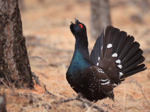 Black-billed Capercaillie, 黑嘴松鸡, Tetrao urogalloides-gallery-